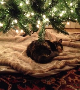 Olive under tree