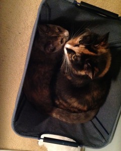 Olive and Eve in basket