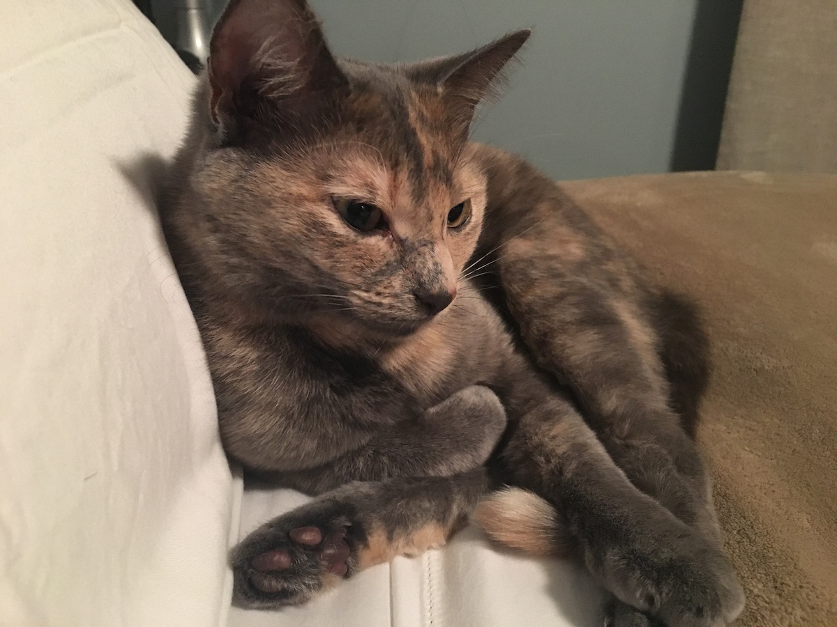 Creamy Soft Grumpy Cat Extra Plus Size Leggings - 3X-5X - USA