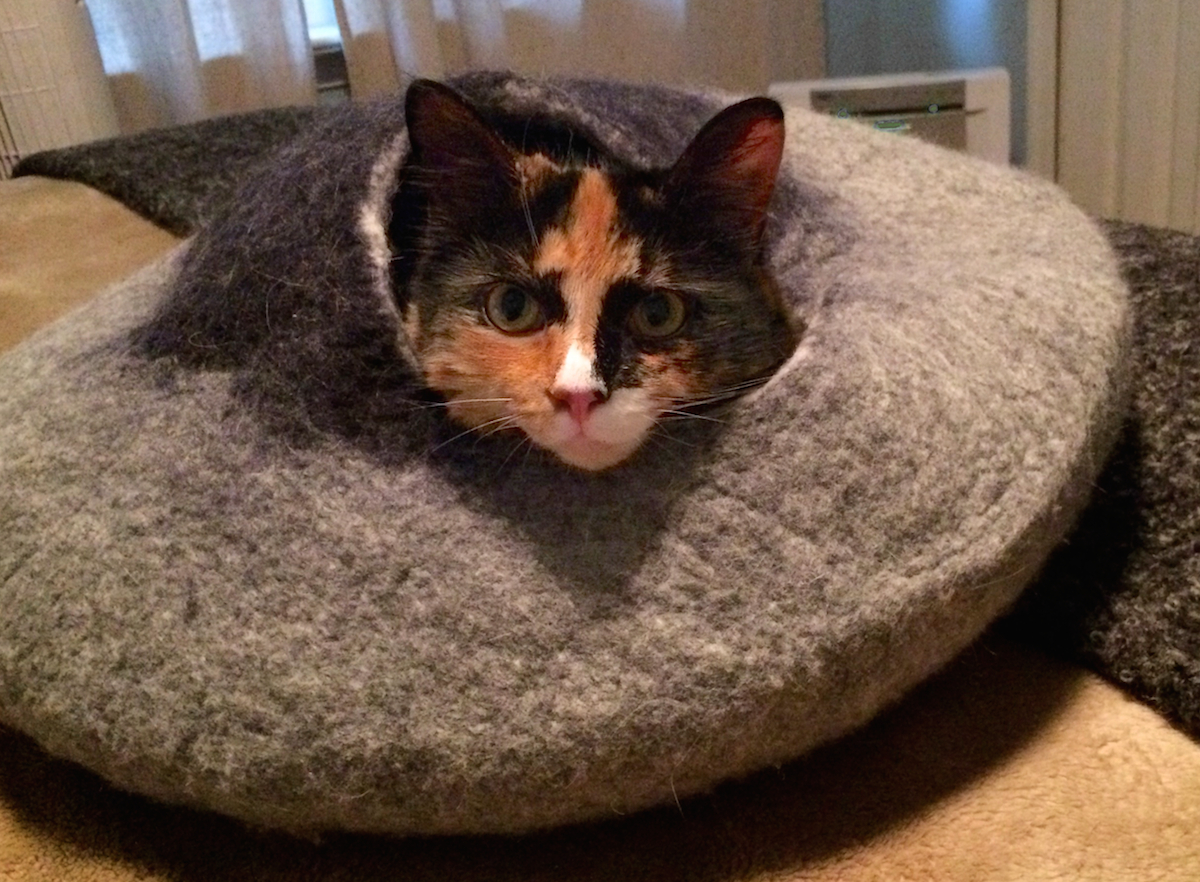 https://www.askamanager.org/wp-content/uploads/2017/04/Olive-in-cat-cave.png