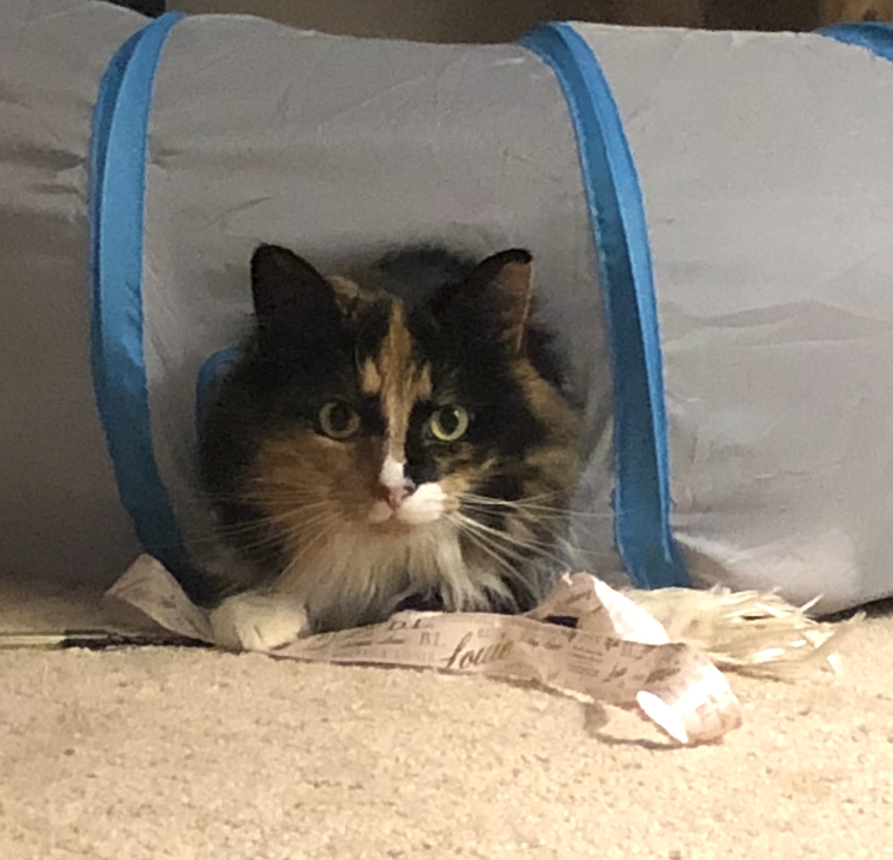 https://www.askamanager.org/wp-content/uploads/2019/03/Olive-in-tunnel-2.jpg