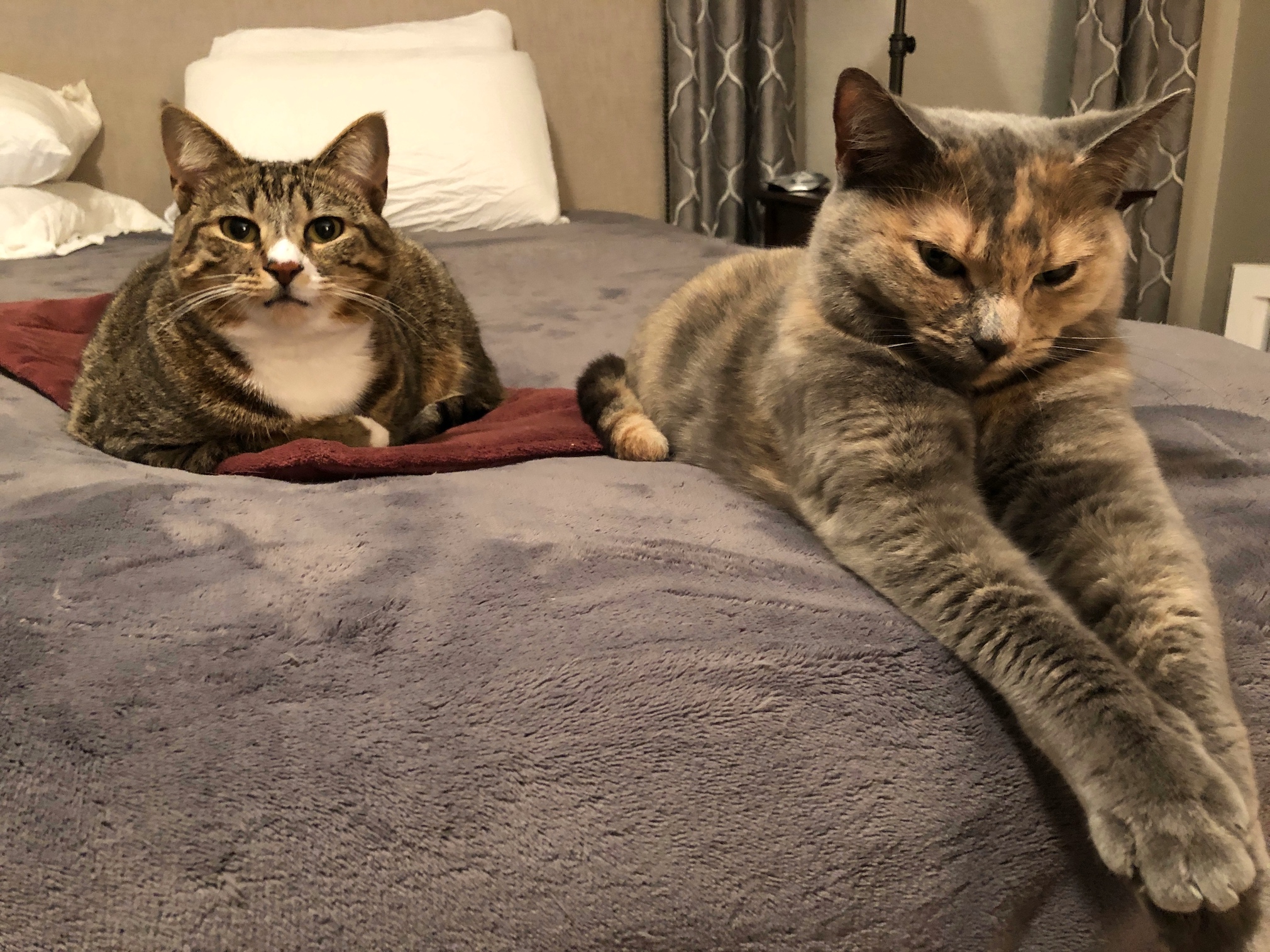 https://www.askamanager.org/wp-content/uploads/2019/09/Sophie-and-Eve-on-bed.jpeg