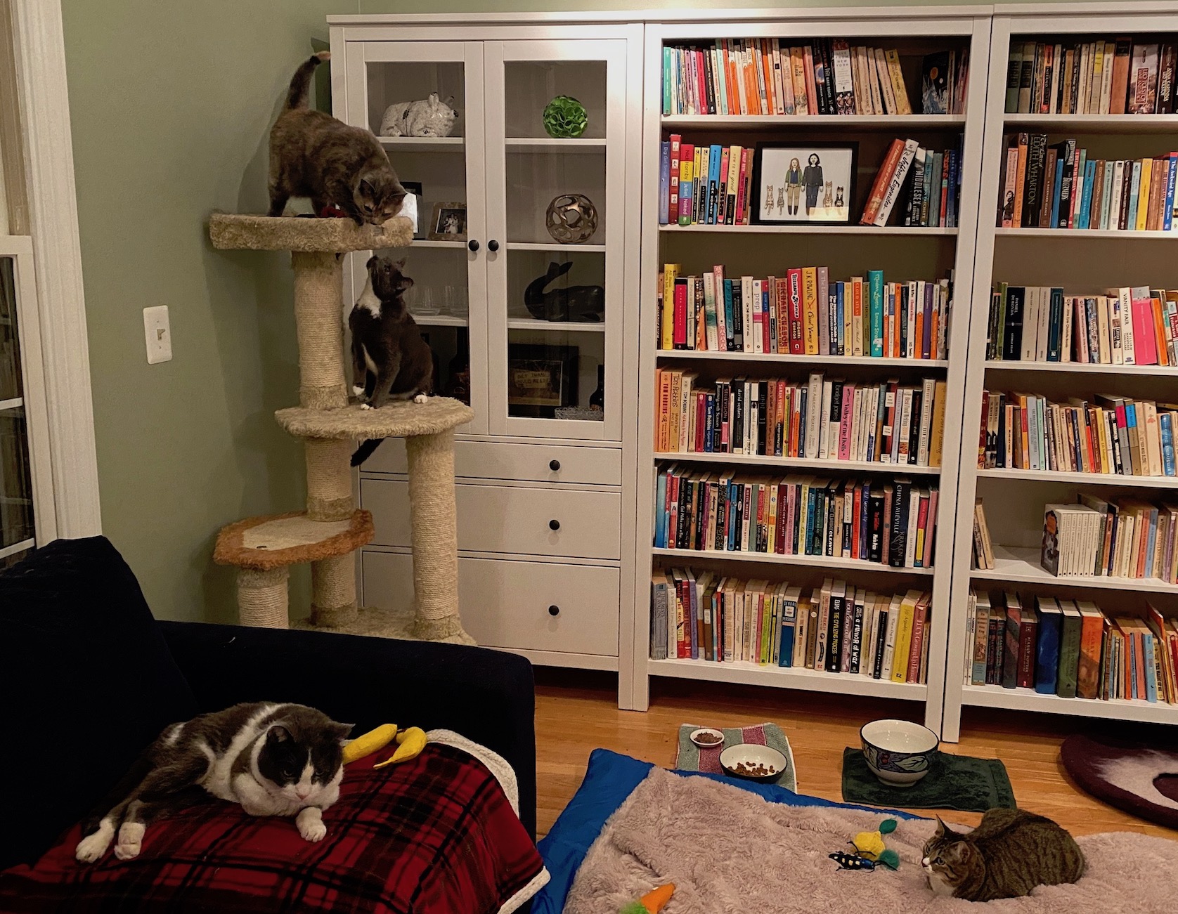 https://www.askamanager.org/wp-content/uploads/2020/02/cats-take-over-Humphreys-room.jpeg