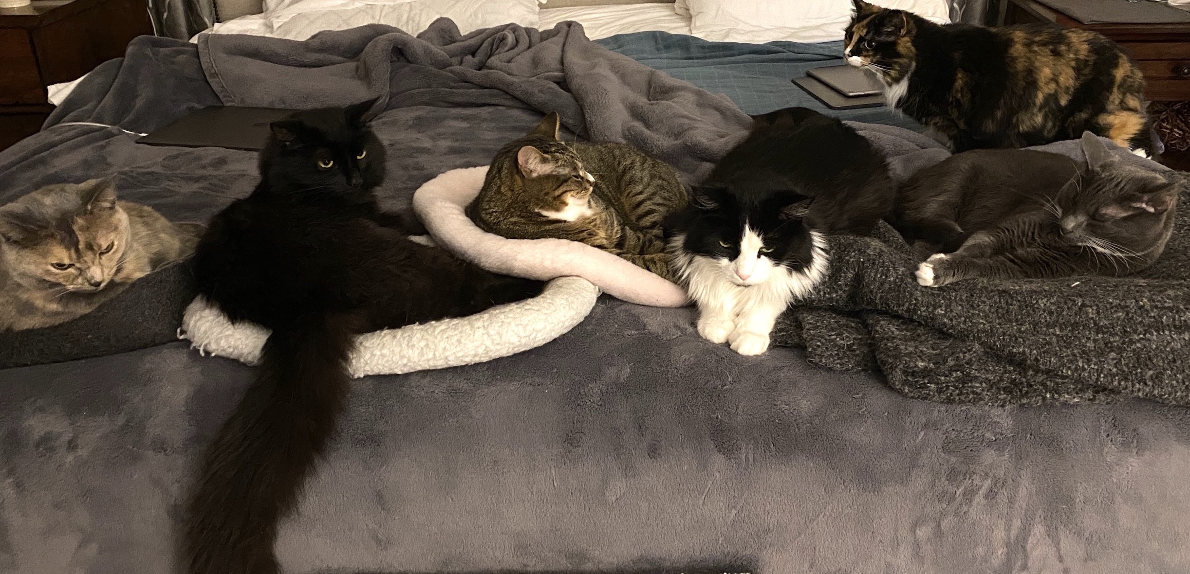https://www.askamanager.org/wp-content/uploads/2020/07/6-cats-on-bed.jpg