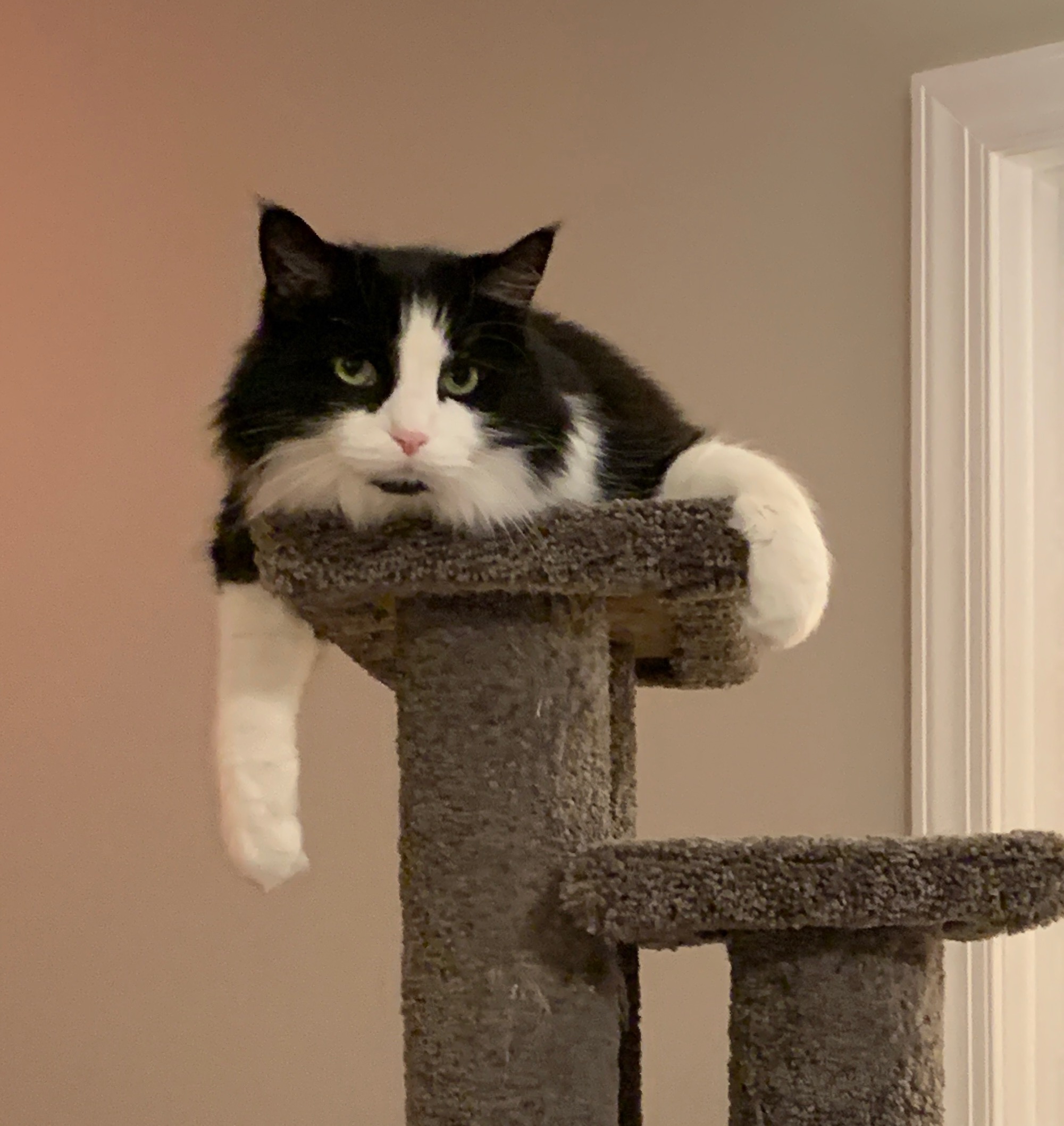 https://www.askamanager.org/wp-content/uploads/2020/09/Hank-on-cat-tree.jpeg