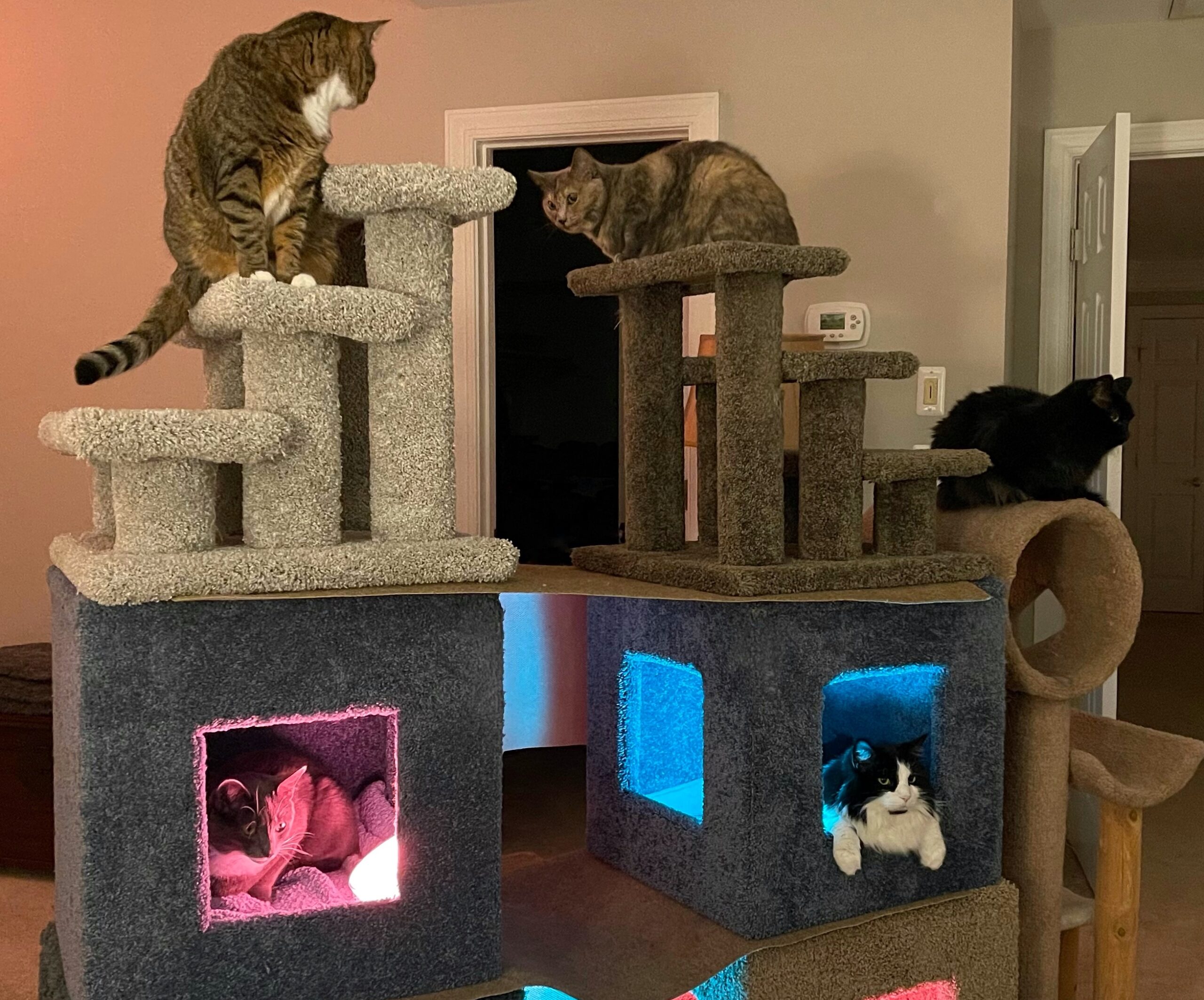 https://www.askamanager.org/wp-content/uploads/2021/01/cat-city-scaled.jpeg