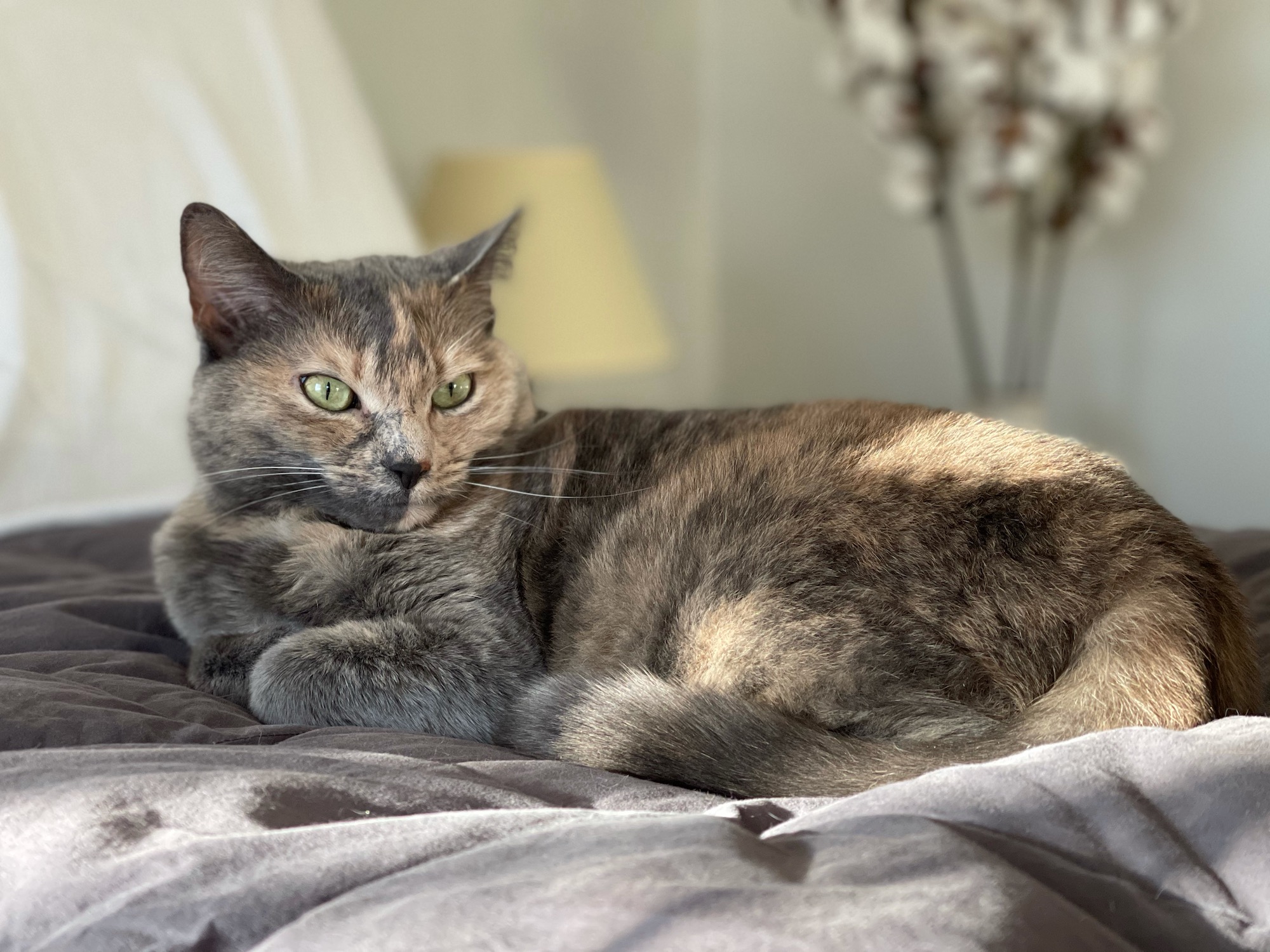 https://www.askamanager.org/wp-content/uploads/2021/02/Eve-is-the-most-beautiful-cat-in-the-world.jpeg