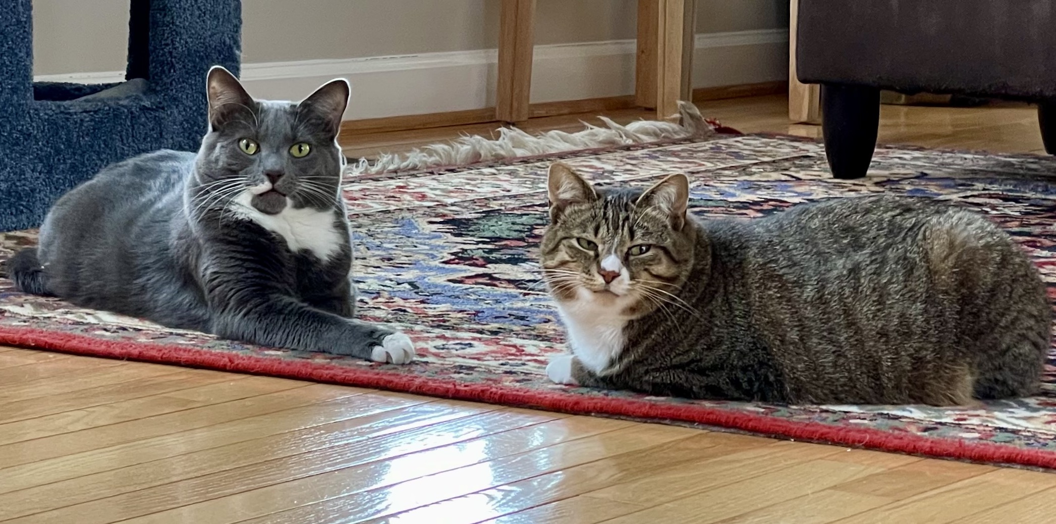 https://www.askamanager.org/wp-content/uploads/2022/04/Wallace-and-Sophie-on-rug.jpeg