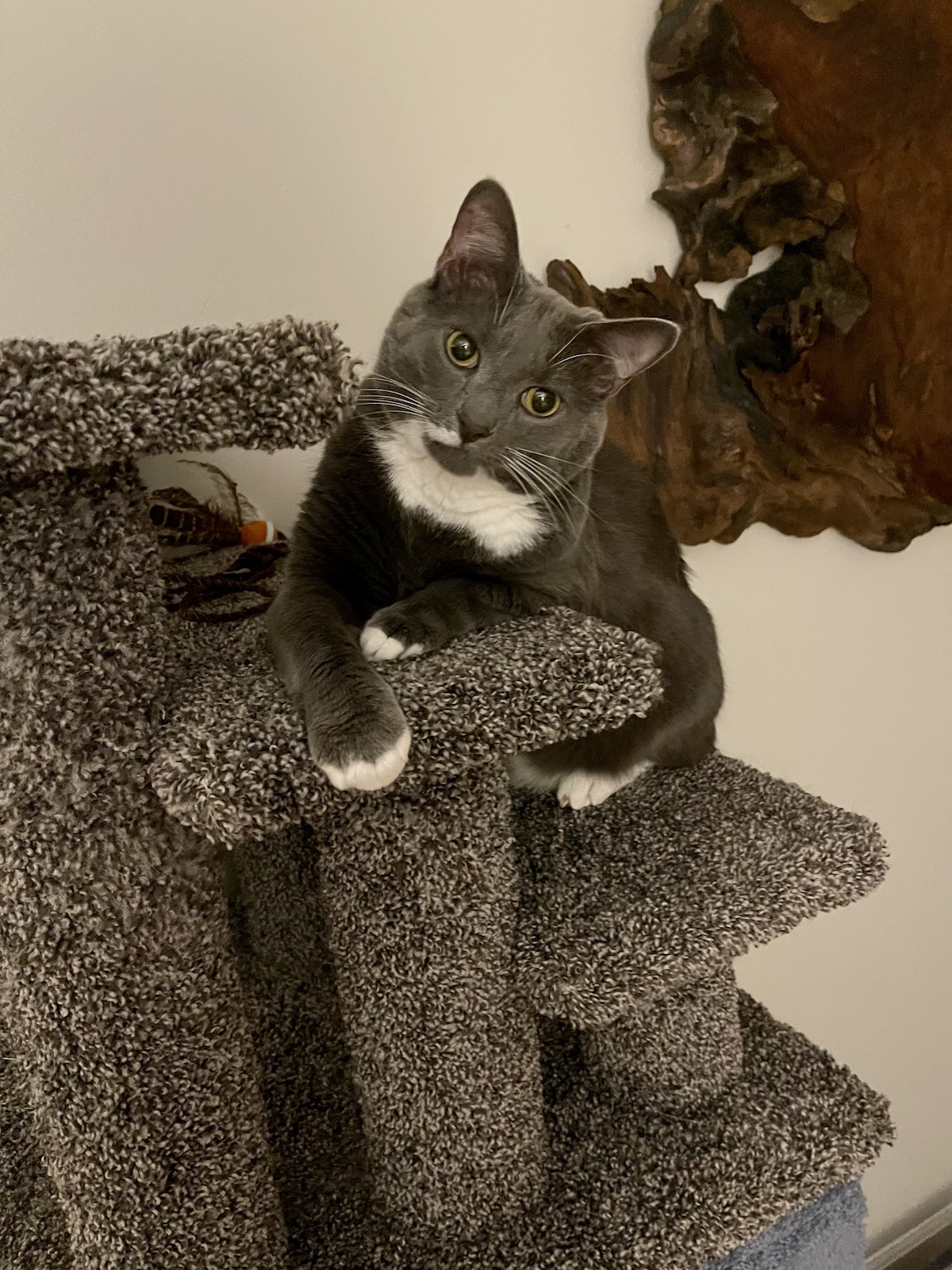 https://www.askamanager.org/wp-content/uploads/2022/06/Wallace-on-cat-tree.jpeg