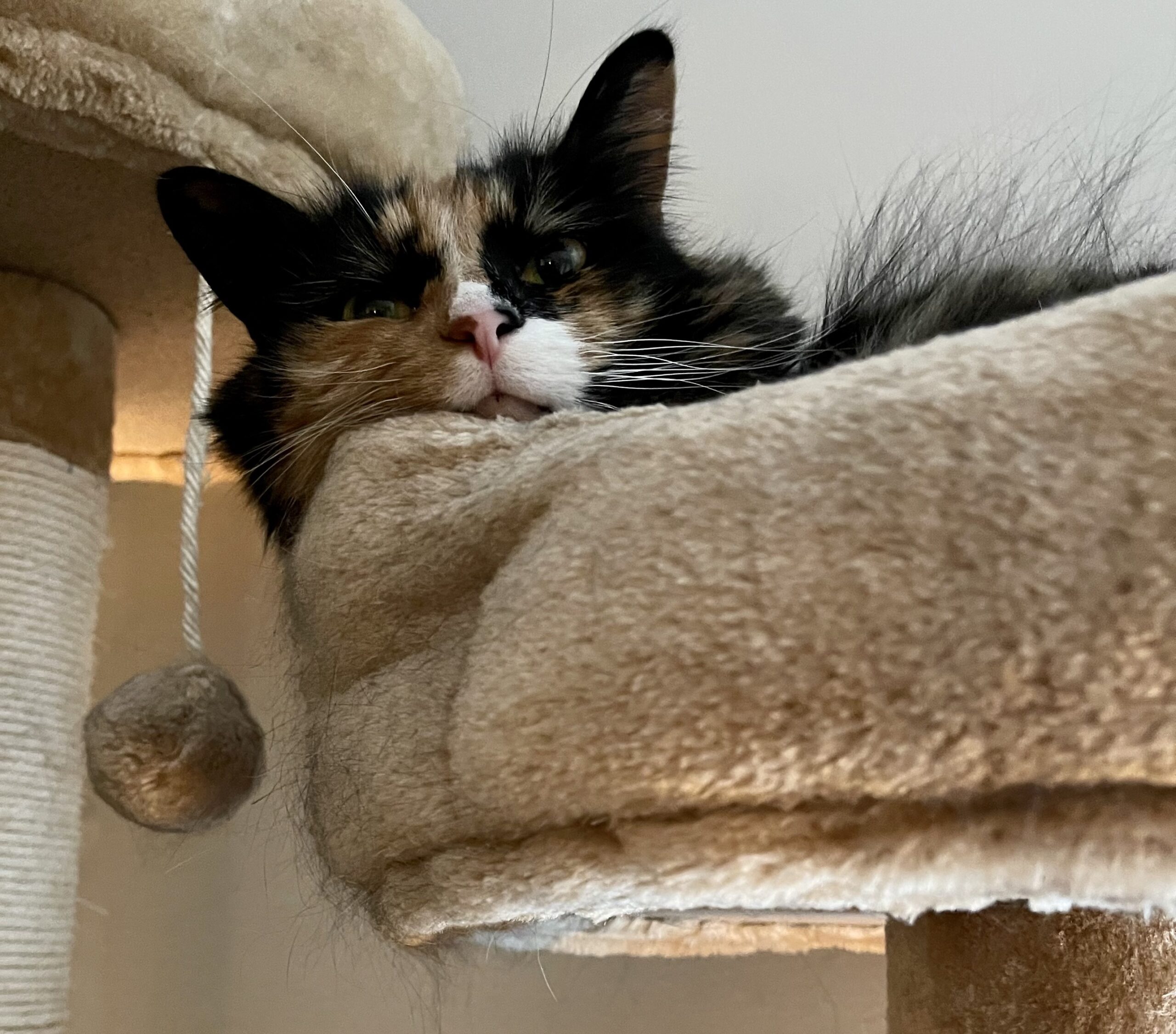 https://www.askamanager.org/wp-content/uploads/2022/07/Olive-in-cat-tree-scaled.jpeg