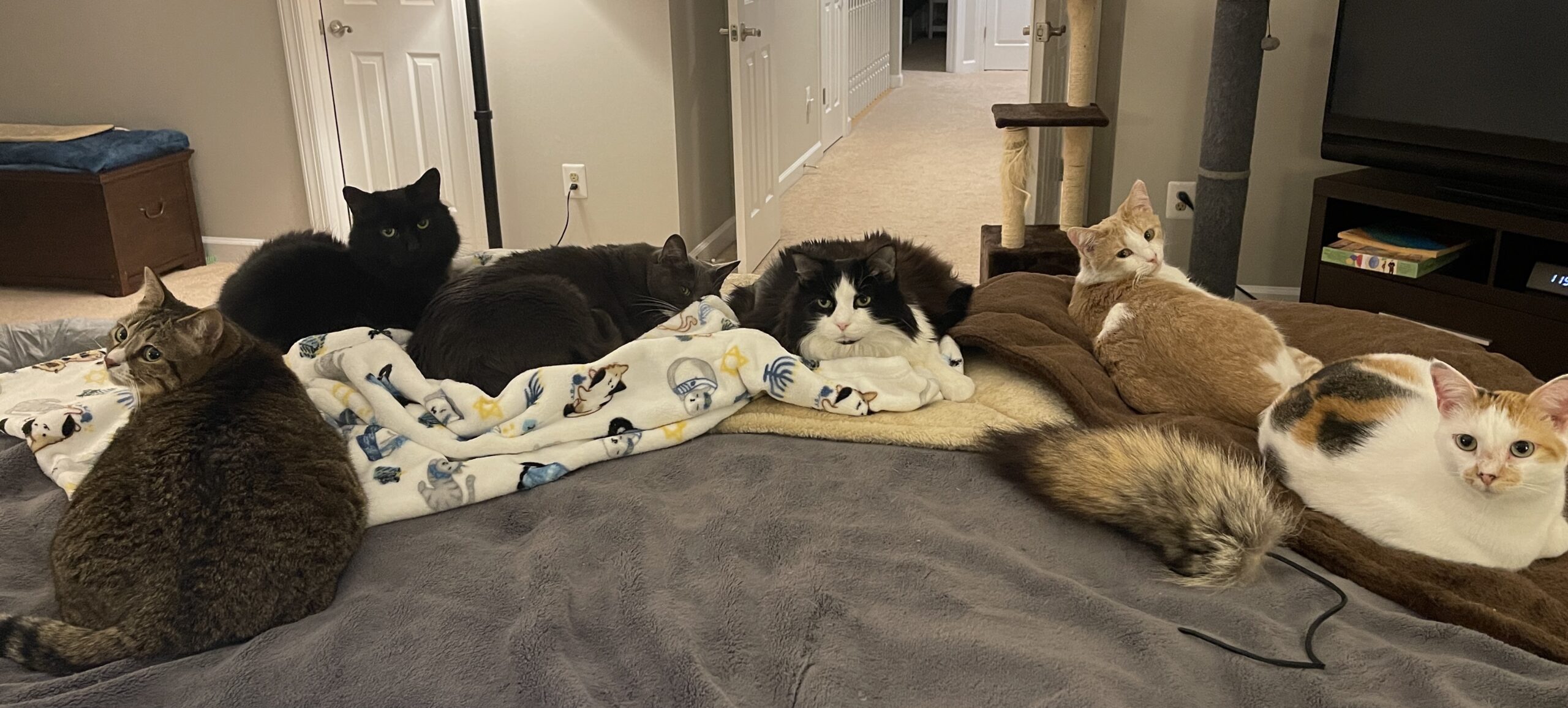 https://www.askamanager.org/wp-content/uploads/2023/10/6-cats-on-bed-2023-scaled.jpg